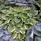 F. Aureomarginata Hosta