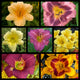 Fall All Season Long Bloomers Daylily Collection