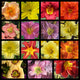 Fall Daylily Collection