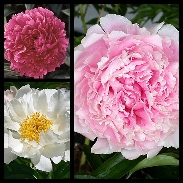 Fall Beginner's Trio Peony Collection