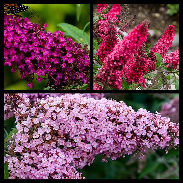 Fall Butterfly Bush Collection