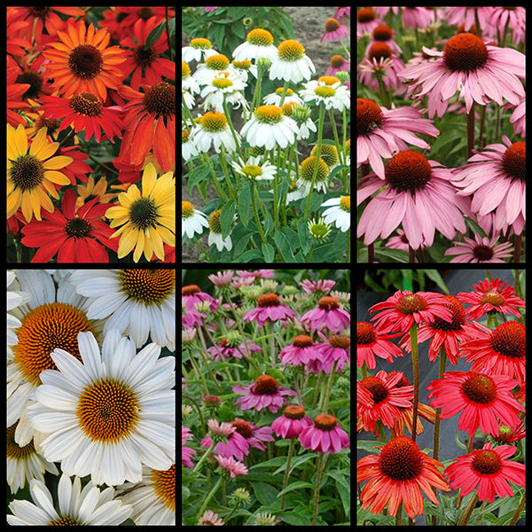 Fall Connoisseur's Coneflower Collection