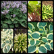 Fall Dwarf Hosta Collection