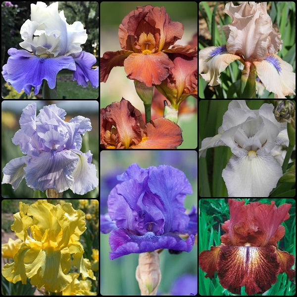 Everlasting Blooms - Reblooming Tall Bearded Iris Bundle - Save $40