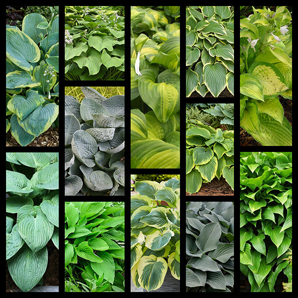 Fall Giant Hosta Collection