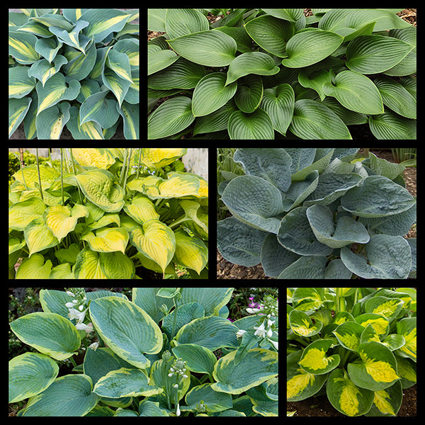 Fall Medium Hosta Collection