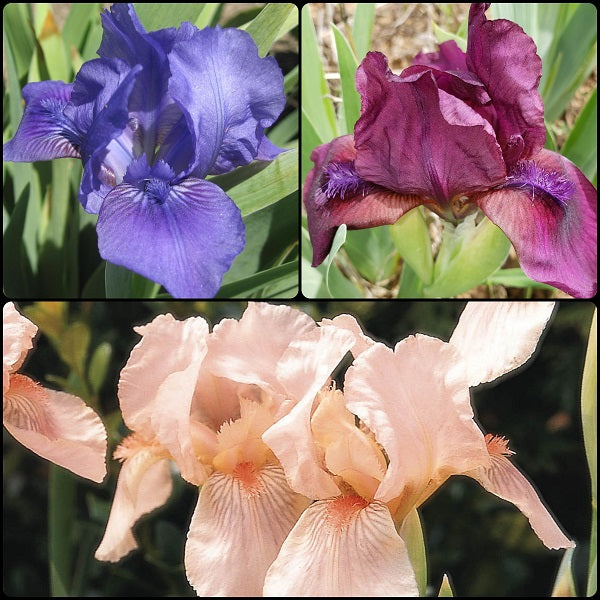 Small but Mighty Dwarf Bearded Iris Pack