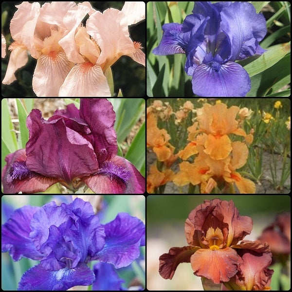 The Tall and Short of It. Tall Bearded and Dwarf Bearded Iris Bundle - Save $25