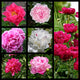 Fall Old Time Favorites Peony Collection