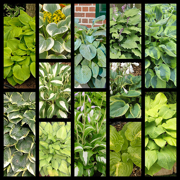 Fall Tall Hosta Collection