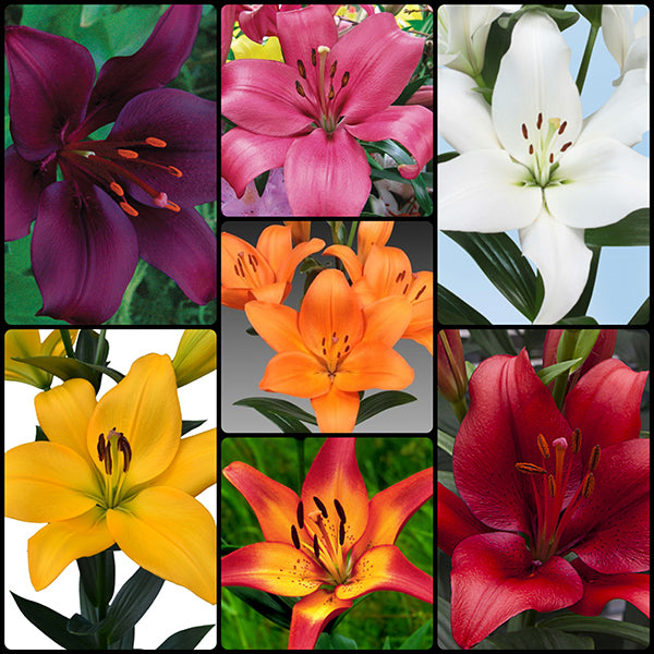 Fall Asiatic/LA Hybrid Lily Collection