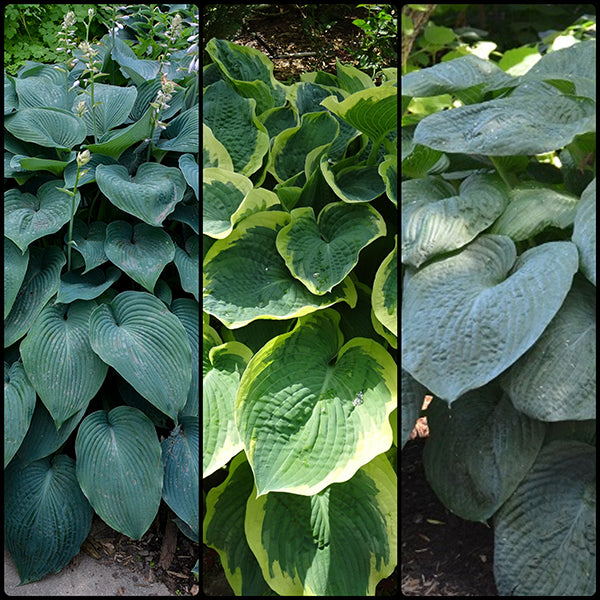 Beginner's Giant Hosta Collection