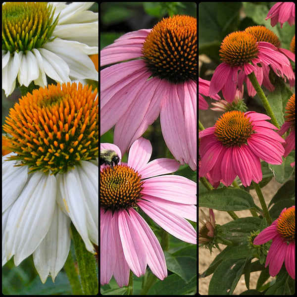 Beginner's Coneflower Collection