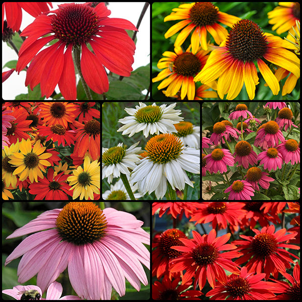 Connoisseur's Coneflower Collection