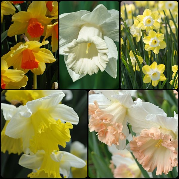 Delightful Daffodil Collection