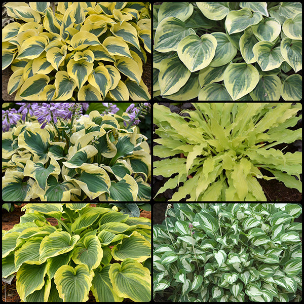 Dwarf Hosta Collection