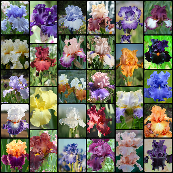 Get Them All Iris Collection