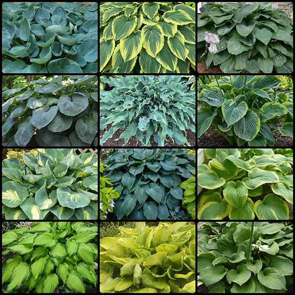 Giant Hosta Collection