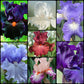 Great Start Iris Garden -