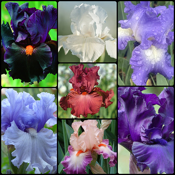 The Top-Notch Bearded Iris Collection