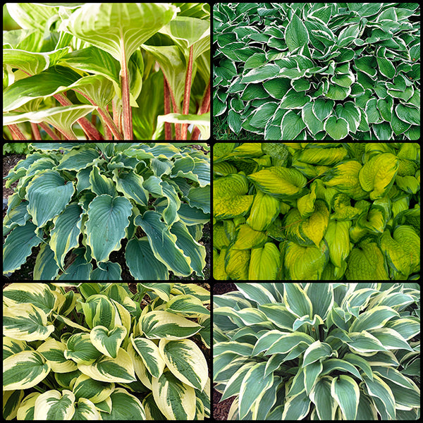 Medium Hosta Collection