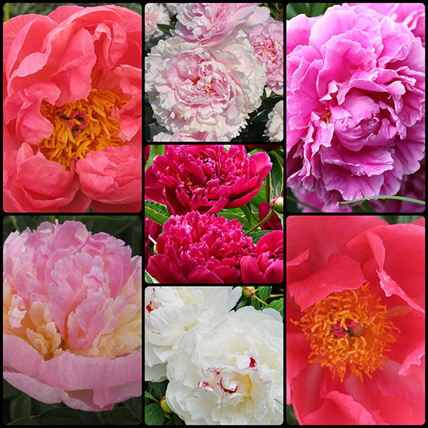 Mom's Favorites Peony Collection