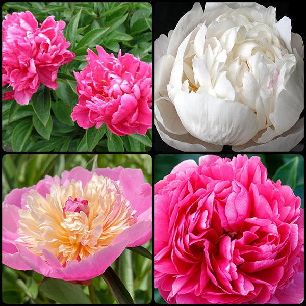 Most Fragrant Peonies