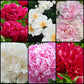 Old Time Favorites Peony Collection