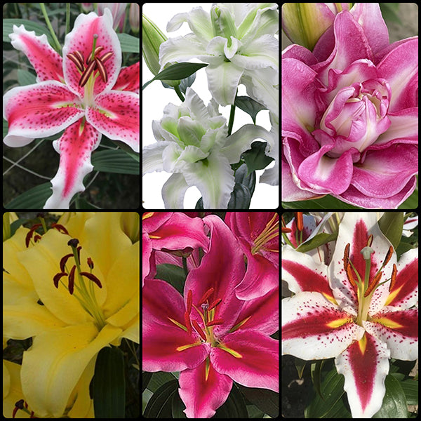 Fall Oriental Lily Collection