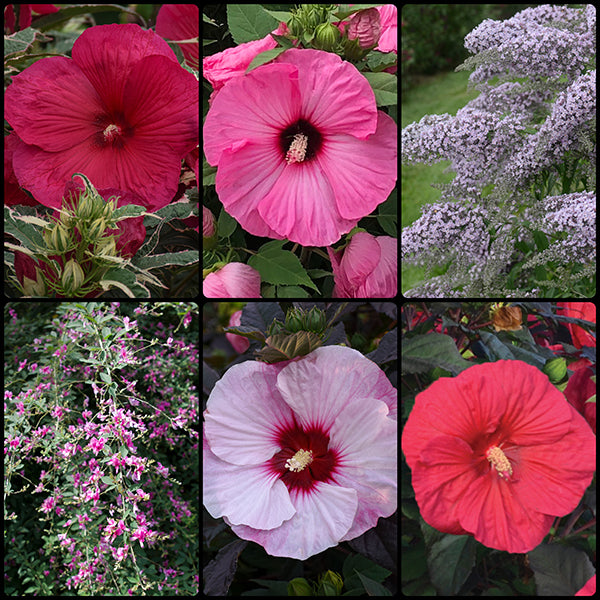 Ornamental Shrub Collection