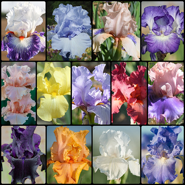 Reblooming Bearded Iris Collection -