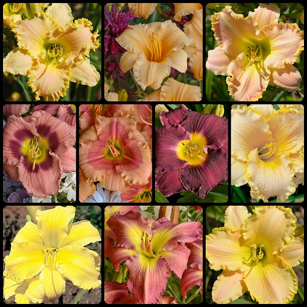 Fall Reblooming Daylily Collection