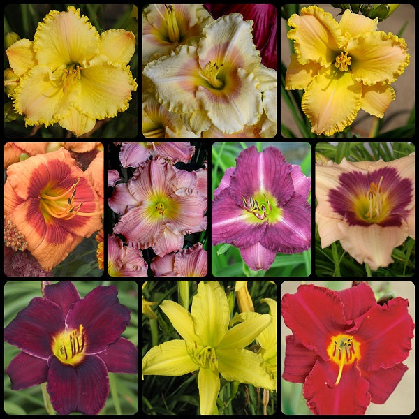 The Sampler Daylily Collection