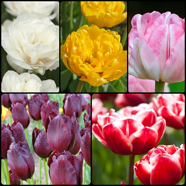 Tulip Collection