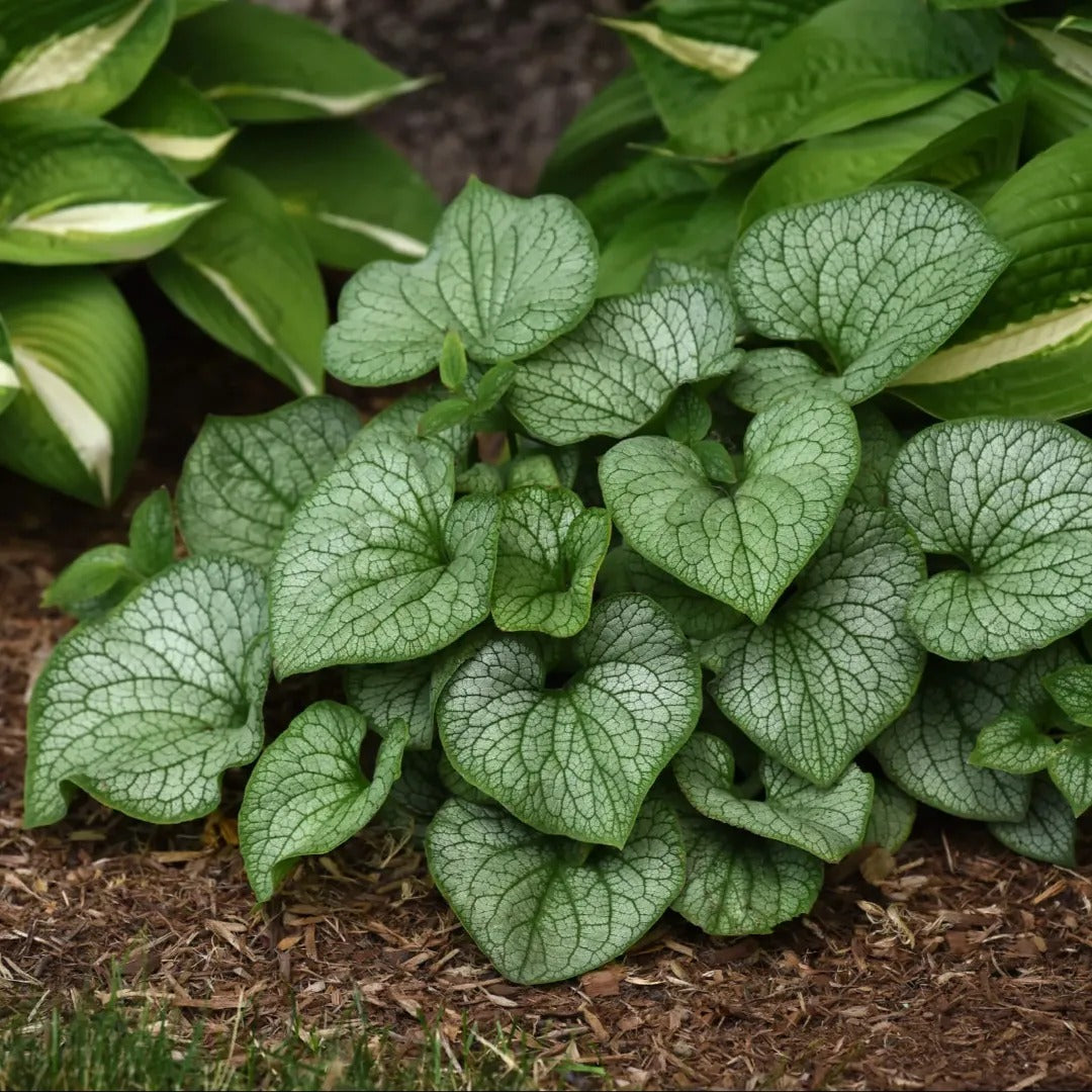 Frostbite Brunnera