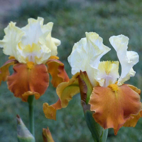 Fall Fiesta Iris