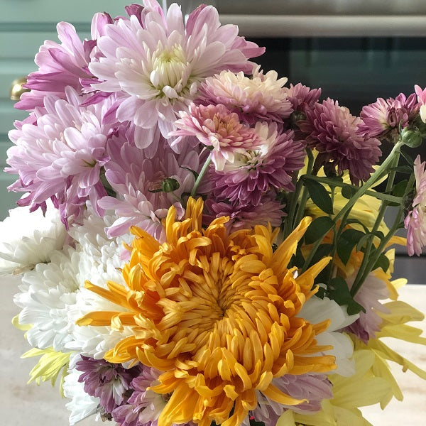 Fall Flowering Mums