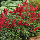 Fanal Astilbe