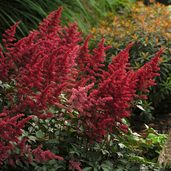 Fanal Astilbe