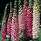 Fancy Foxglove