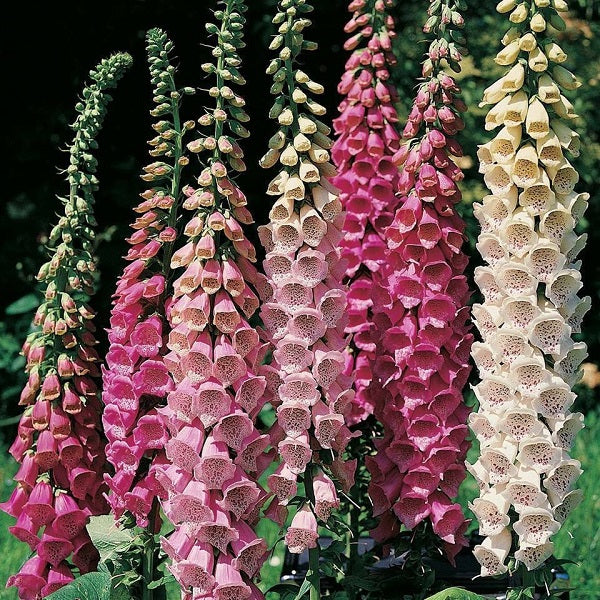 Foxgloves Fox Gardening Gloves Fancy Foxglove – Wild Son