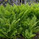 Fantastic Fern