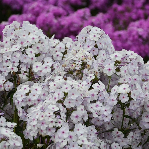 Fashionably Early Phlox