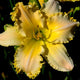 Feeling Fine - Daylily