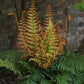 Jurassic Gold Fern