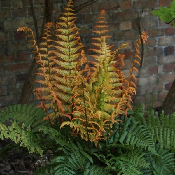 Jurassic Gold Fern