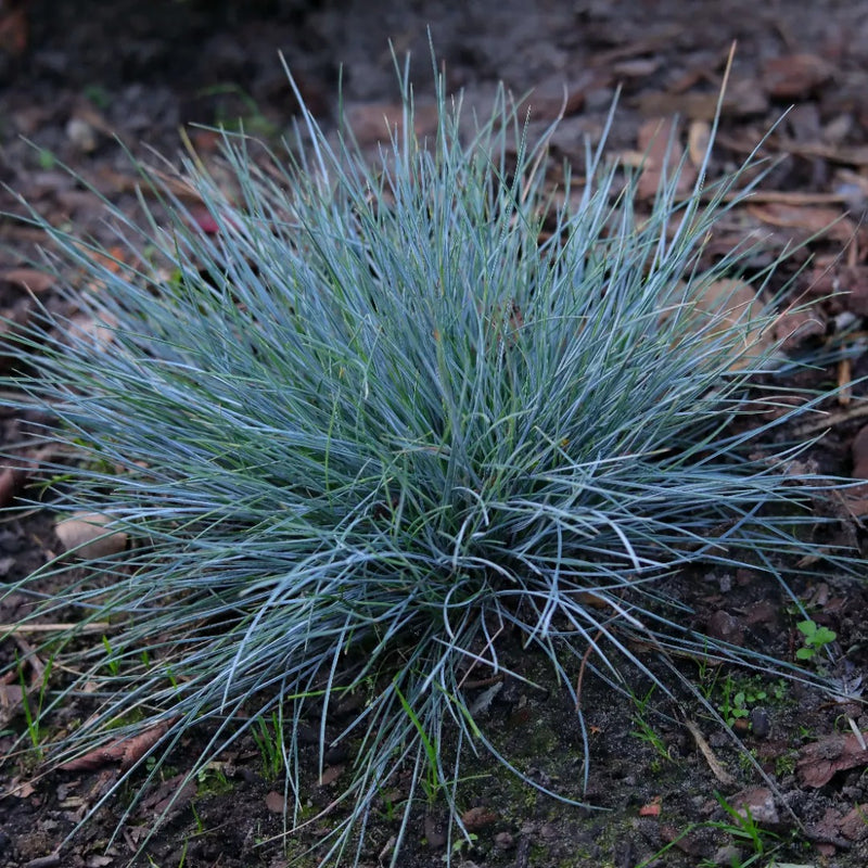 Buddy Blue Fescue Grass