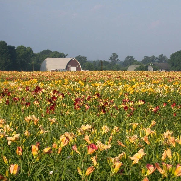 Daylily Bundle - Buy More, Save More