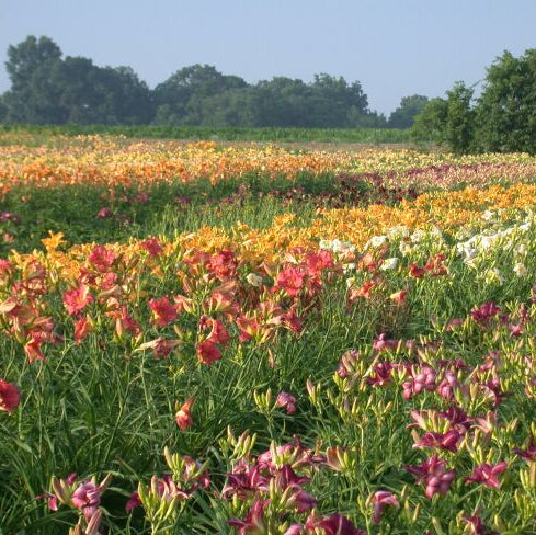 Premium Daylily Pack - 24 each
