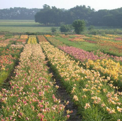 Premium Daylily Pack - 12 each